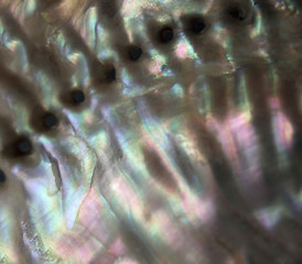 Image showing colorful nacre closeup