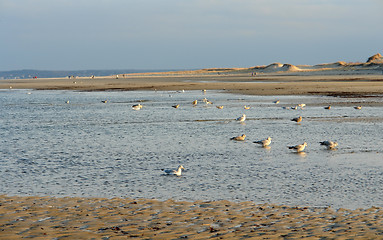 Image showing Crane beach at evening time