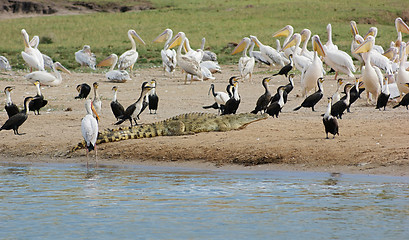 Image showing birds and crocodile waterside in Uganda