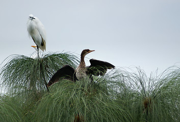 Image showing little Egret and Cormorant