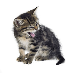 Image showing kitten yawn