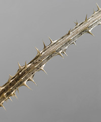 Image showing thorny twig detail