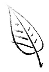 Image showing leaf sketch