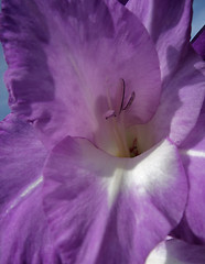 Image showing gladiolus flower