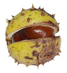 Image showing half opened horse chestnut