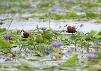 Image showing African Jacana and blue flowers