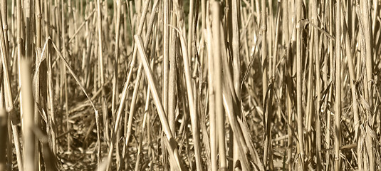 Image showing stalks