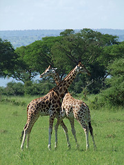 Image showing Giraffes at fight in Uganda
