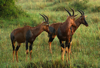 Image showing Common Tsessebe in Uganda