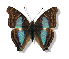 Image showing iridescent butterfly