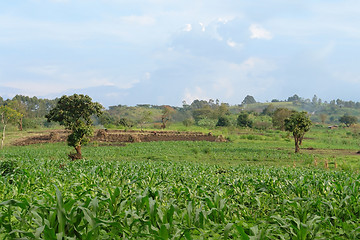 Image showing near Rwenzori Mountains in Uganda