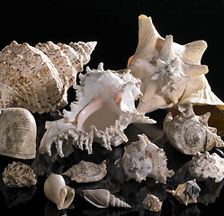 Image showing sea snail houses