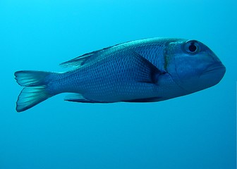 Image showing Bigeye emporer