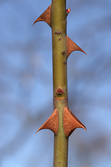 Image showing simply thorns in blue back