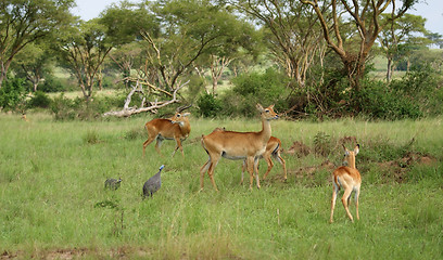 Image showing Uganda Kobs in the Savannah