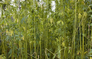 Image showing hemp field at summer time