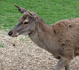 Image showing Red Deer portrait