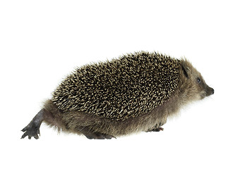 Image showing walking hedgehog in white back