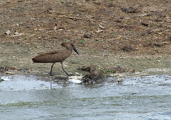 Image showing waterside scenery with Hamerkop