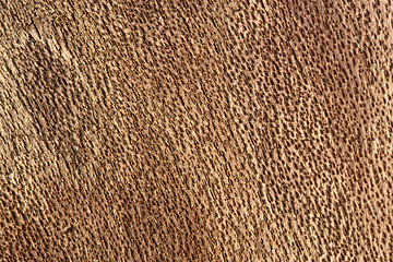 Image showing inside bark detail