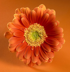Image showing orange red gerbera flower