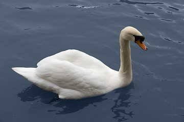 Image showing swimming swan