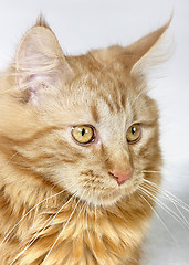 Image showing Maine Coon kitten portrait