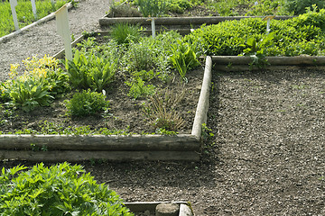 Image showing herb garden detail