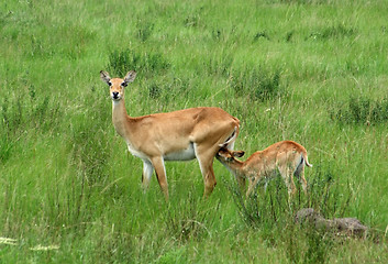 Image showing Uganda Kobs in green grassland