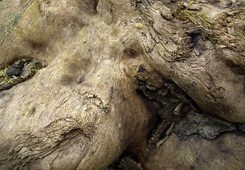 Image showing burl wood closeup