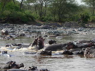 Image showing Hippos in Africa