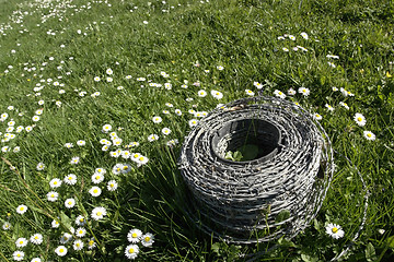 Image showing barbwire and daisy flowers on a meadow