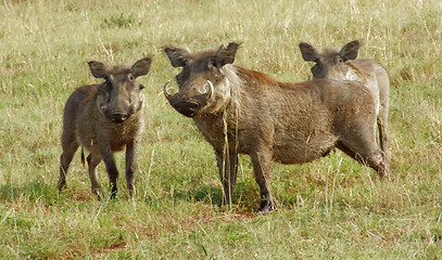 Image showing warthogs in Uganda