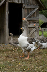 Image showing geese and barn