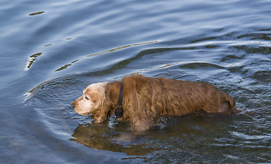 Image showing wet brown dog