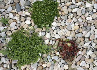 Image showing shrub and pastel pebbles