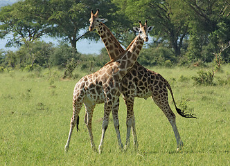 Image showing two Giraffes in sunny ambiance