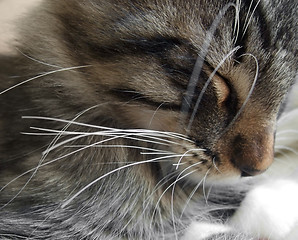 Image showing sleeping kitten portrait