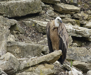 Image showing Vulture in stony back