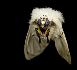 Image showing flying fluffy moth