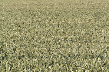 Image showing full frame wheat field