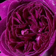Image showing wet rose flower closeup