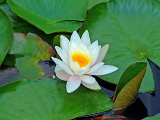 Image showing Lotus flower