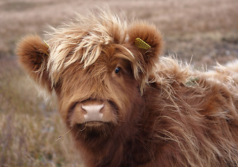 Image showing Highland cattle portrait