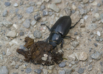 Image showing female stag beetle sideways