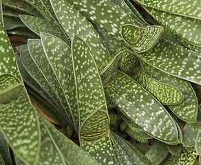 Image showing abstract succulent plant detail
