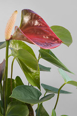 Image showing Flamingo Flower