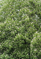 Image showing chestnut blossoms