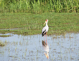 Image showing waterside scenery with Yellow-billed Stork