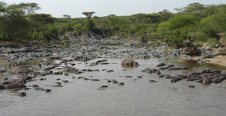 Image showing lots of hippos in a river